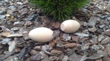 Ťukací vajíčka